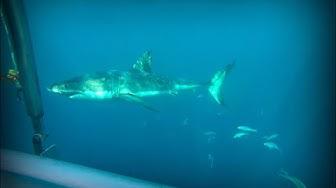 'Video thumbnail for Cage Diving with White Sharks in Australia (Port Lincoln)'