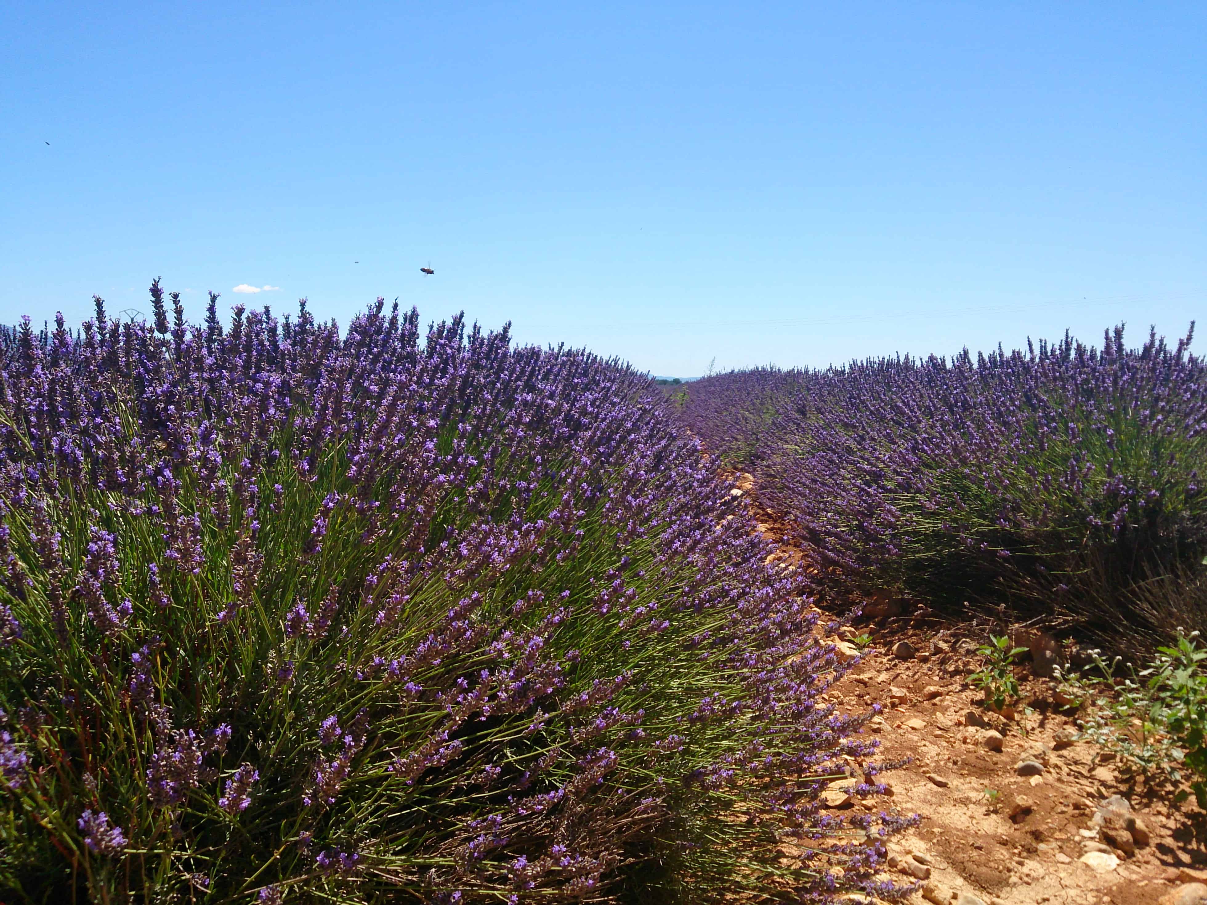 lavender field in the Provence France Valensole