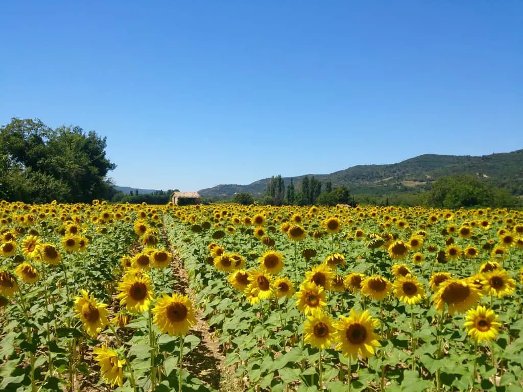 Lavendelfelder der Provence - Entlang der Lavendelroute im Süden Frankreichs
