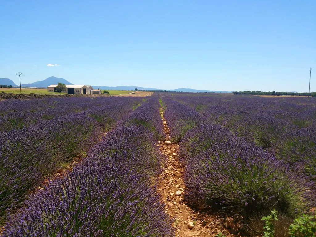 Lavendelfelder der Provence - Entlang der Lavendelroute im Süden Frankreichs