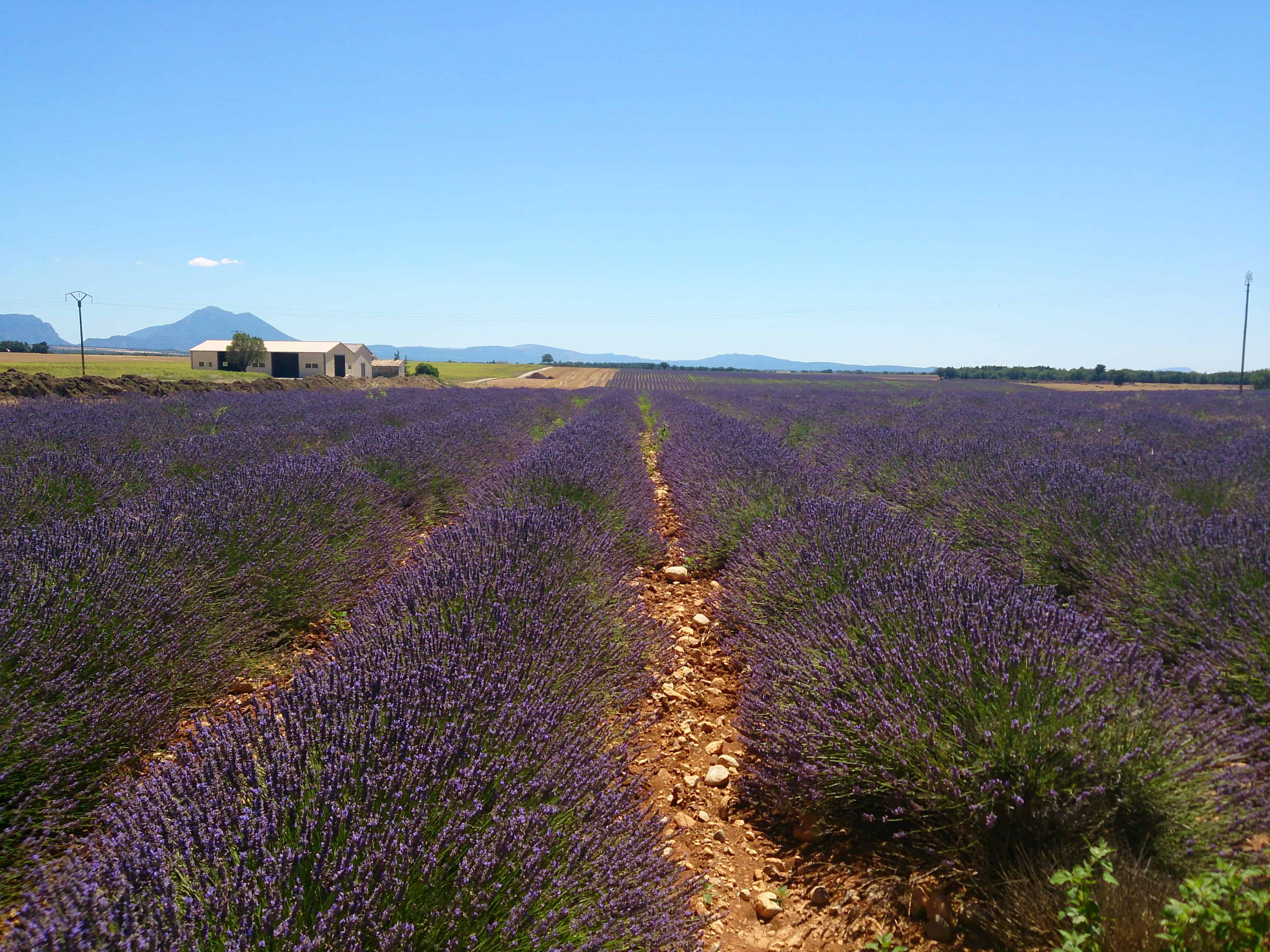 Road Trip along the Lavender Route in France