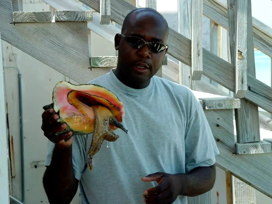Conch Sally Turks & Caicos, Caribbean