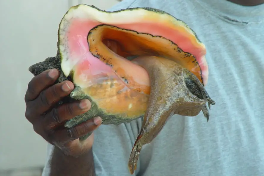 Conch Sally