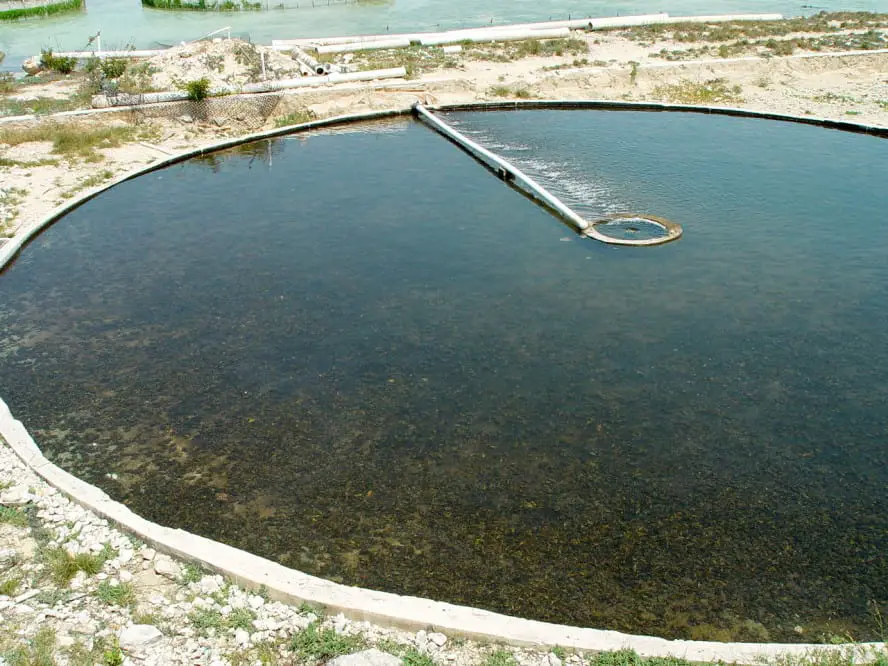 Conchfarm-Turks&Caicos Caribbean