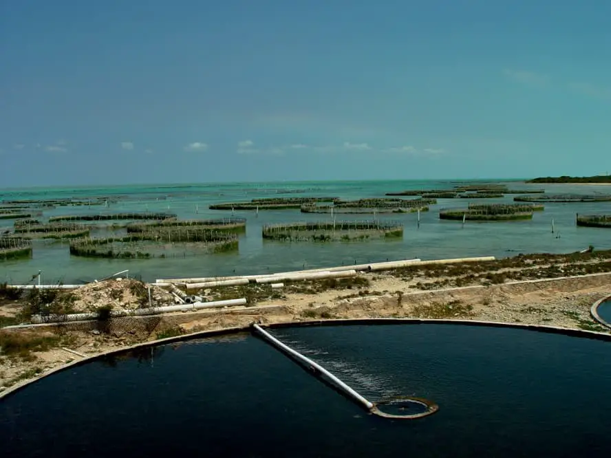 Conchfarm Turks&Caicos