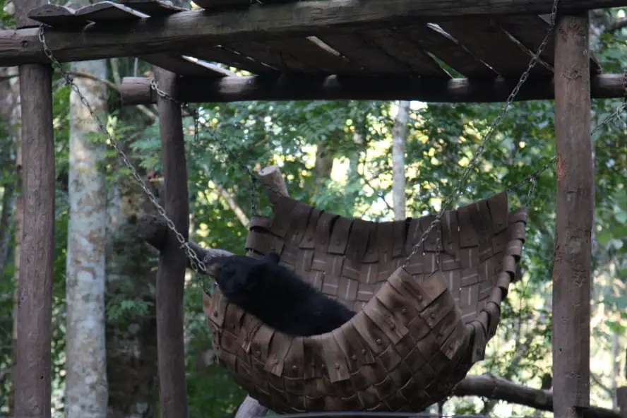 Khouangsi Bear Rescue in Laos