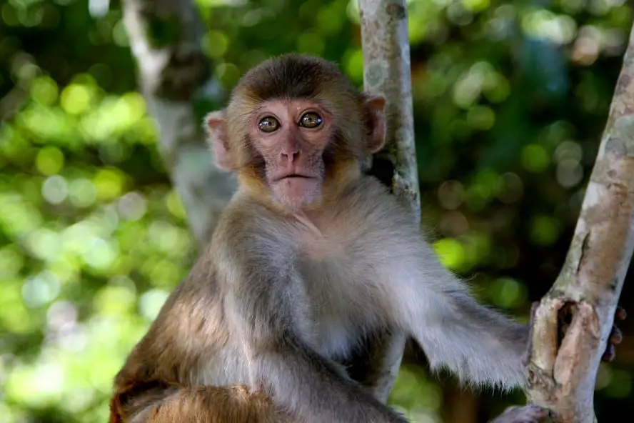 Mr. Monkey and Mrs. Bird - Sad Story from Laos