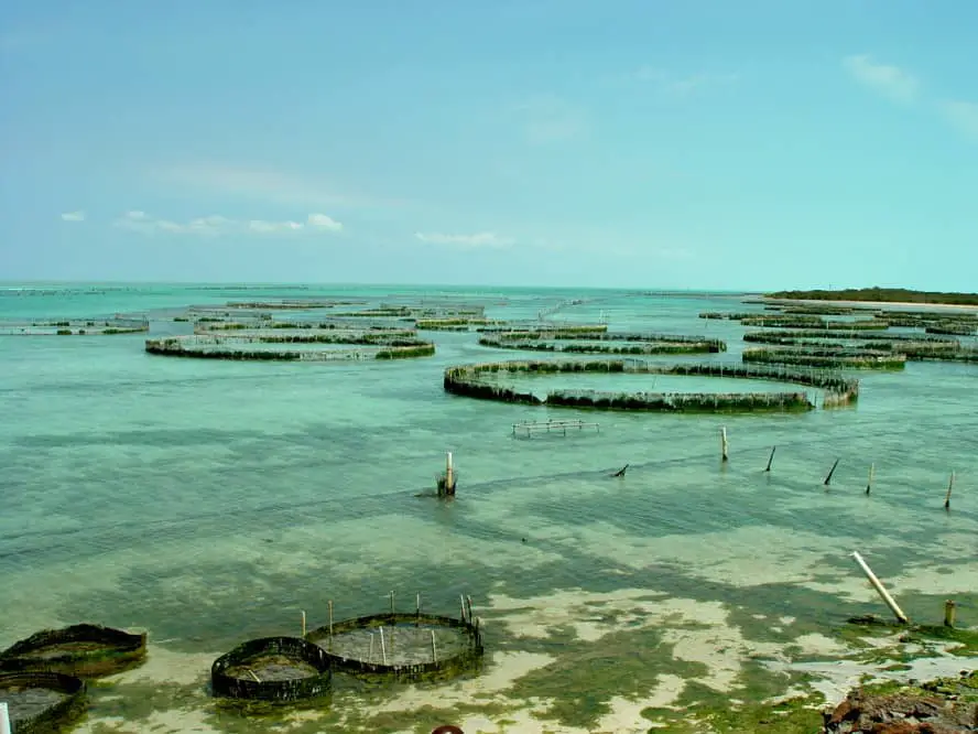 Turks&Caicos Conch Farm