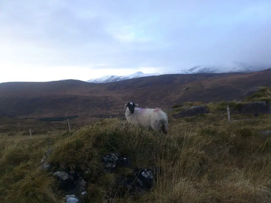 Road Trip entlang des Ring of Kerry