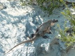 Iguanas Exuma
