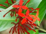 tropical flower St. Lucia