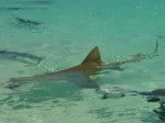Zitronenhai Exumas Bahamas