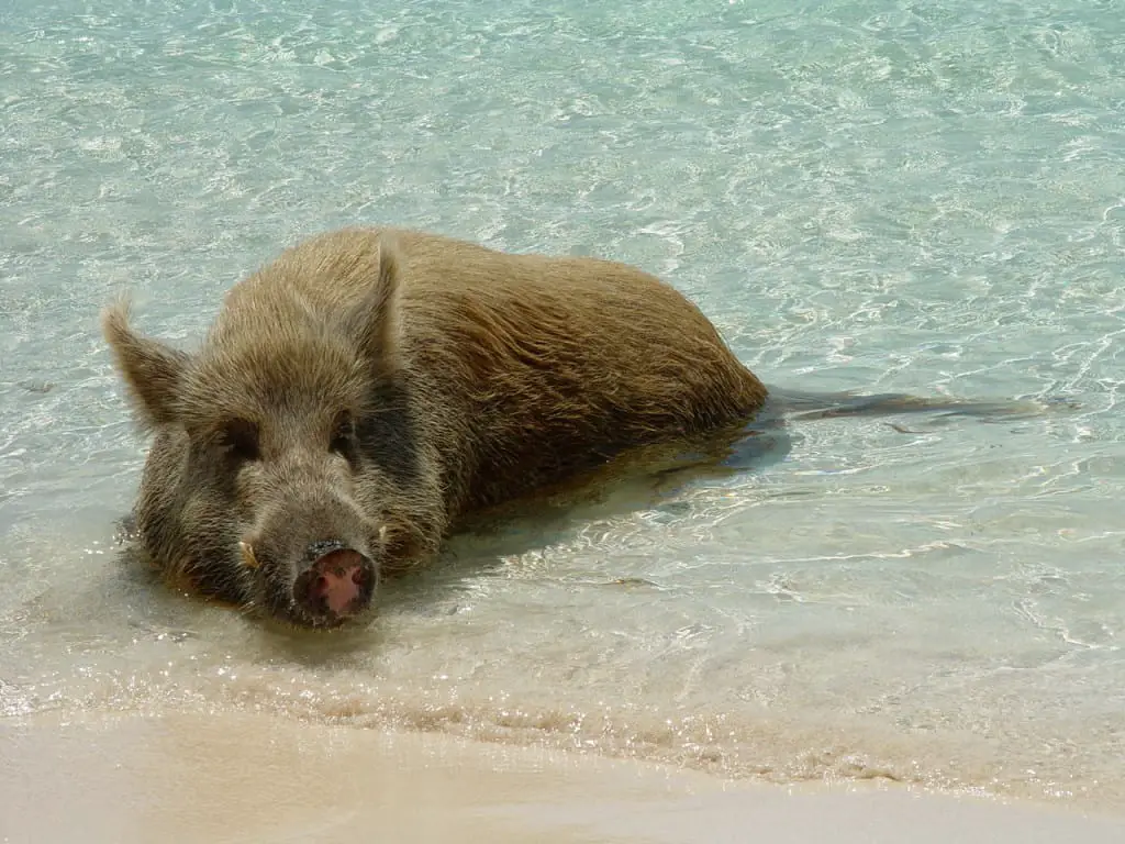 schwimmende Schweine Bahamas Exumas
