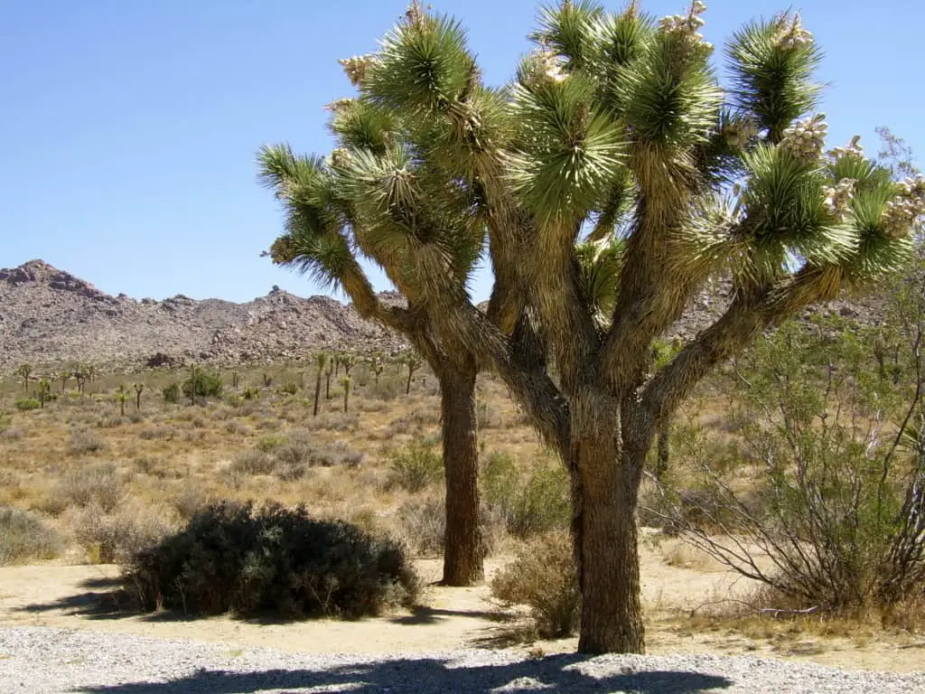 Highlights im Joshua Tree National Park, Kalifornien