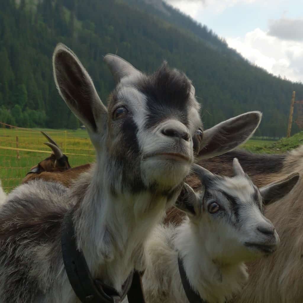 Impressionen aus dem Kleinwalsertal, Österreich