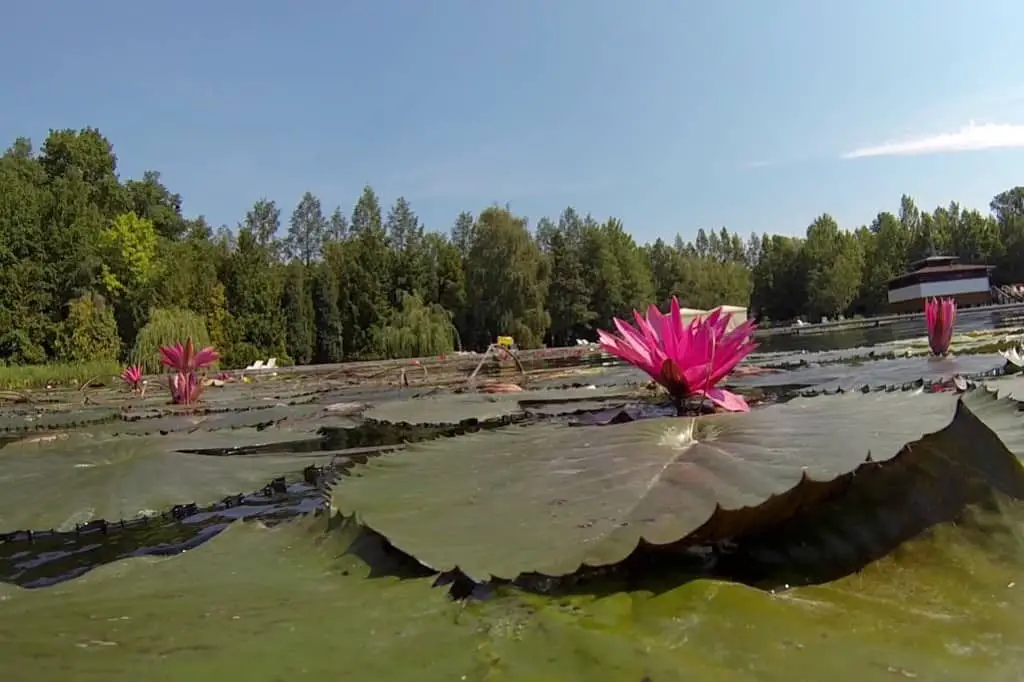 water lily Heviz Hungary
