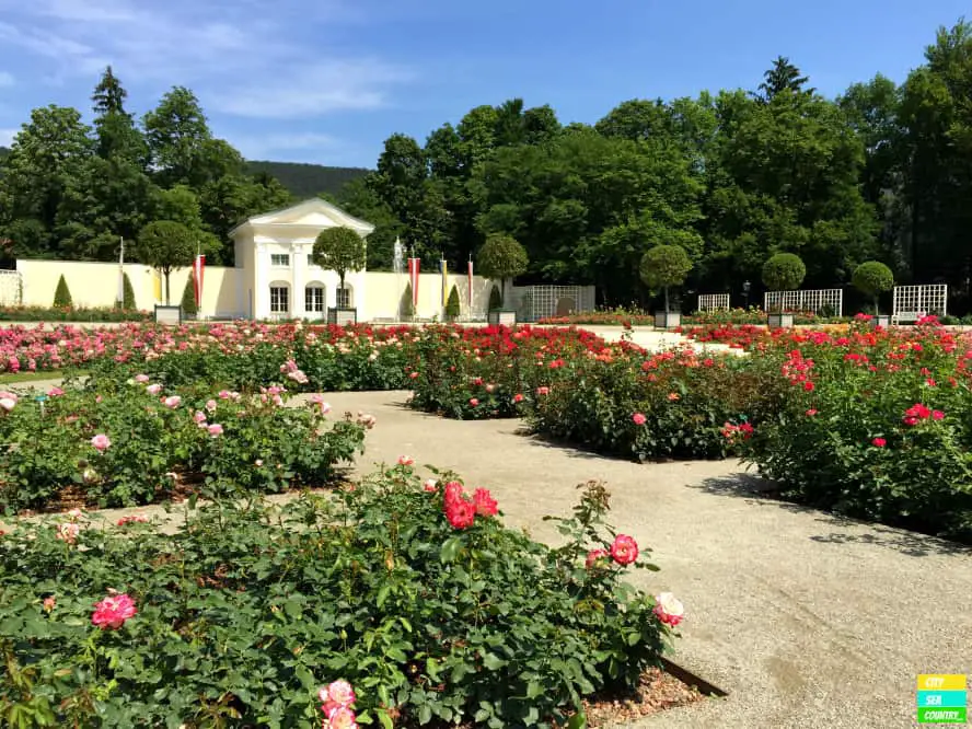 Das Rosarium im Doblhoffpark in Baden. Ein Meer aus Rosen.