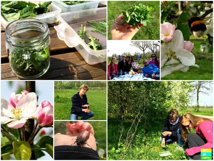 Herbs and picnic at the Vila Vita Pannonia
