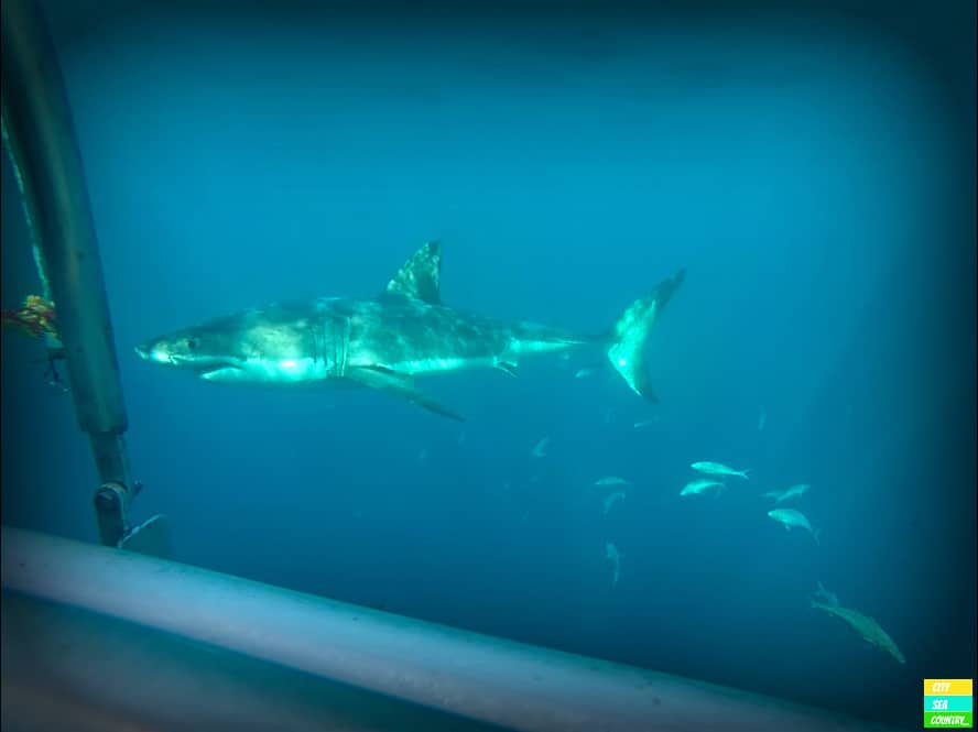 Erfahrungsbericht zum Käfig tauchen mit dem Weißen Hai in Australien