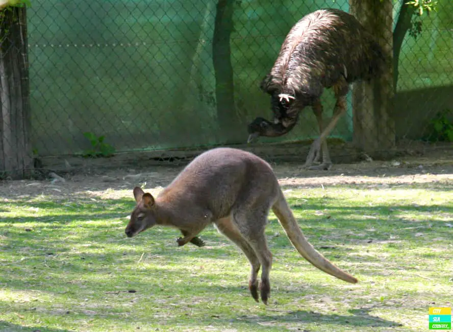 hüpfen und laufen auch Kängurus und Emus herum.