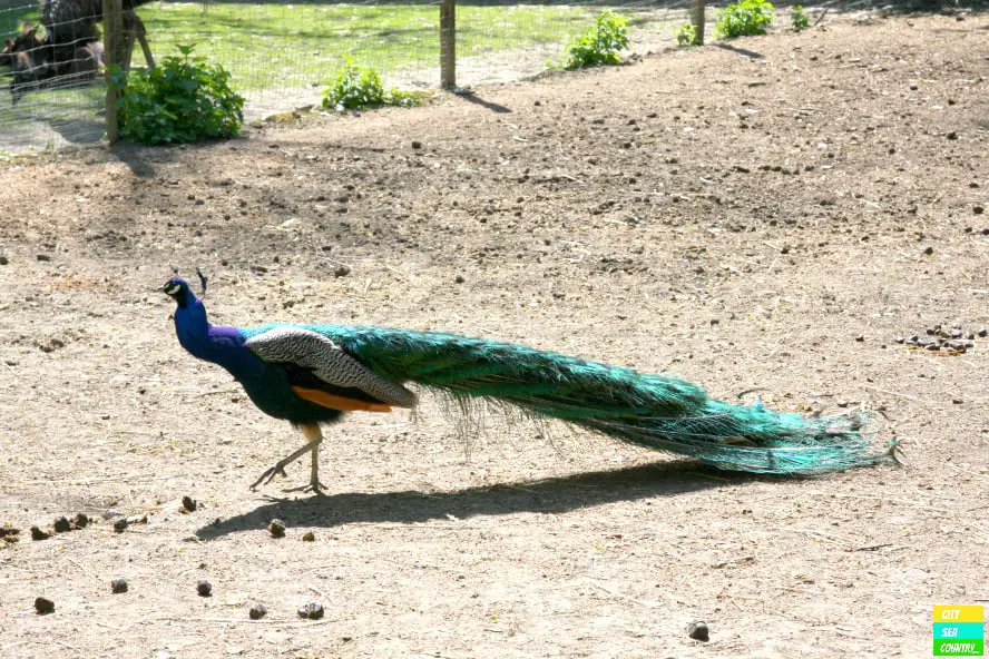 und dem stolzen Pfau