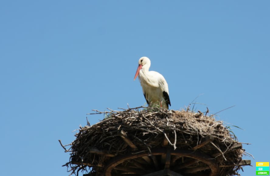 Storch in Apetlon