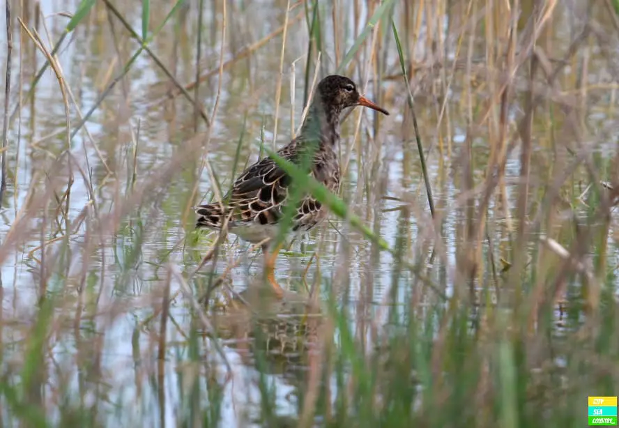 Vogelbeobachtung Nationalpark Neusiedlersee