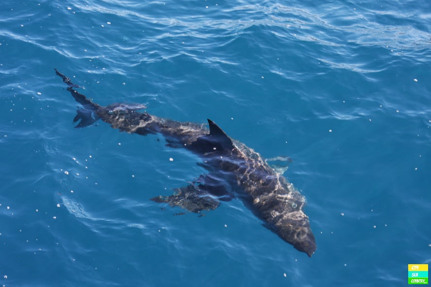 Erfahrungsbericht zum Käfig tauchen mit weißen Haien in Südaustralien