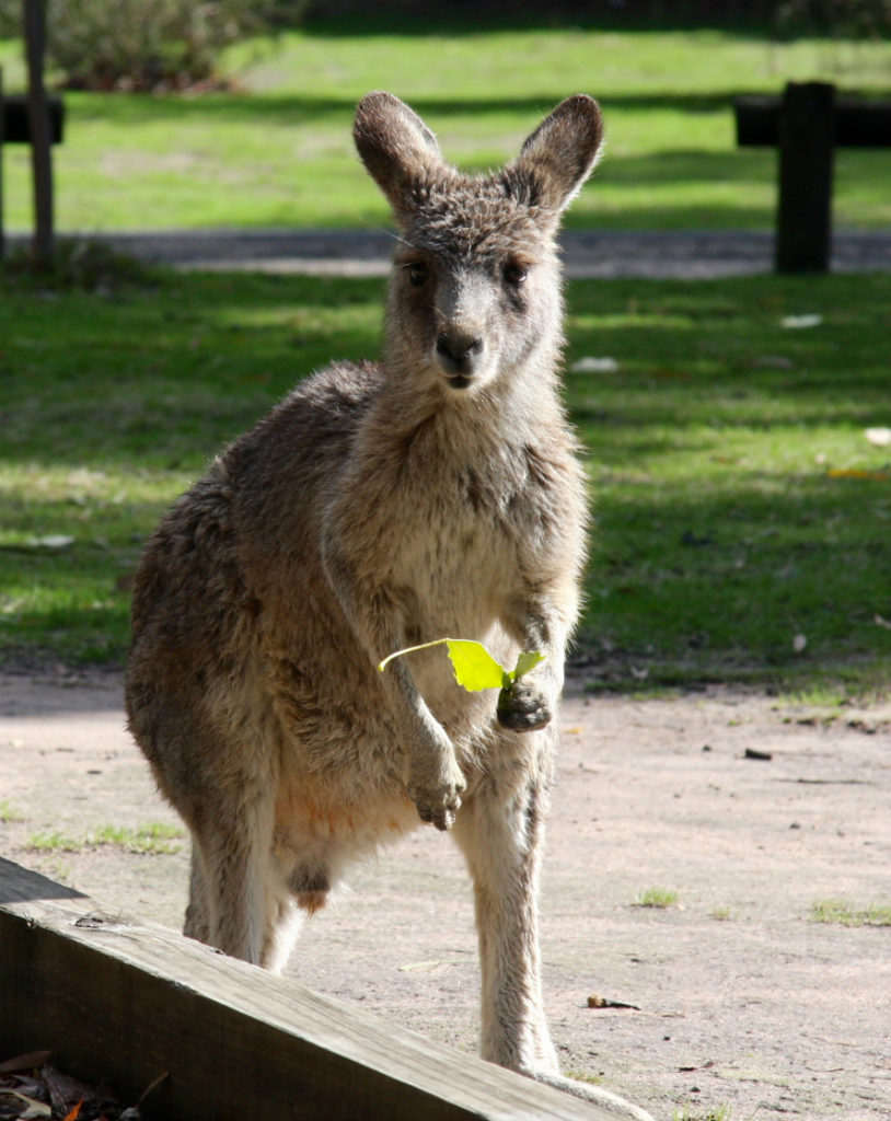 süßes Känguru im Grampians Nationalpark