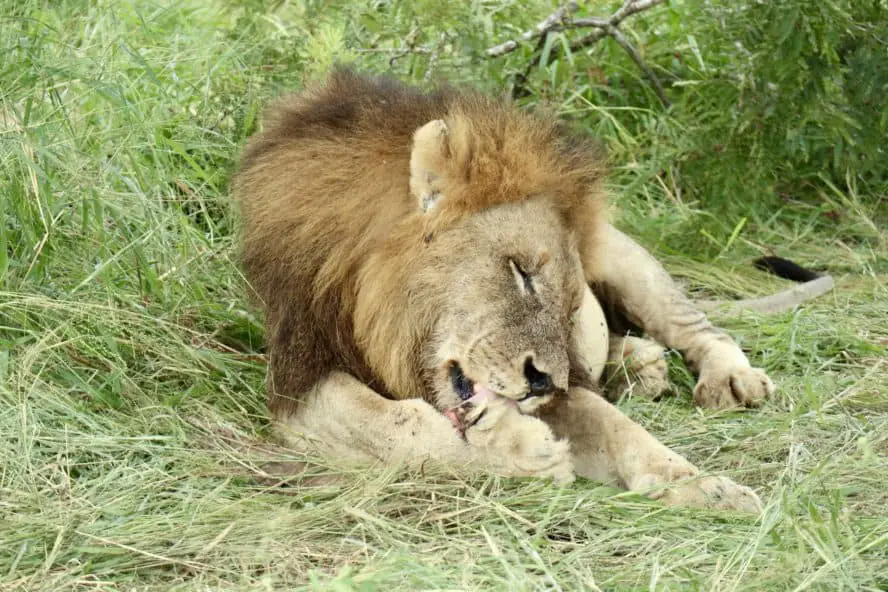 Die Big Five: Luxus-Safari Südafrika (Krüger Nationalpark)
