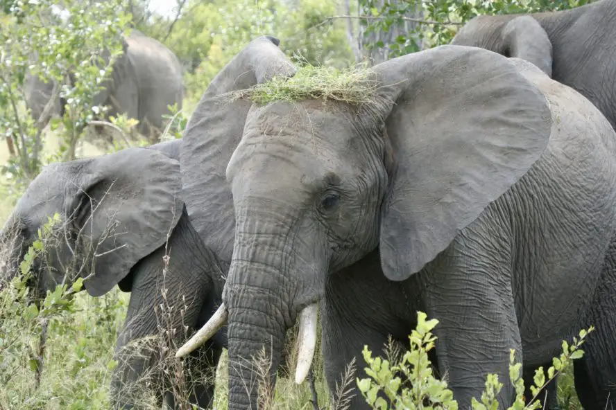 Die Big Five: Luxus-Safari Südafrika (Krüger Nationalpark)