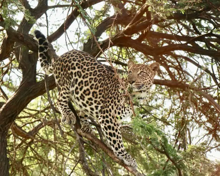 Fototipps für die nächste Safari