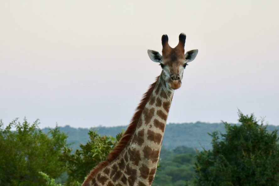 Luxus-Safari Südafrika: Die AM Lodge (Krüger Nationalpark)