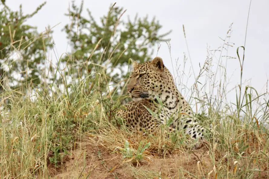 Die Big Five: Luxus-Safari Südafrika (Krüger Nationalpark)