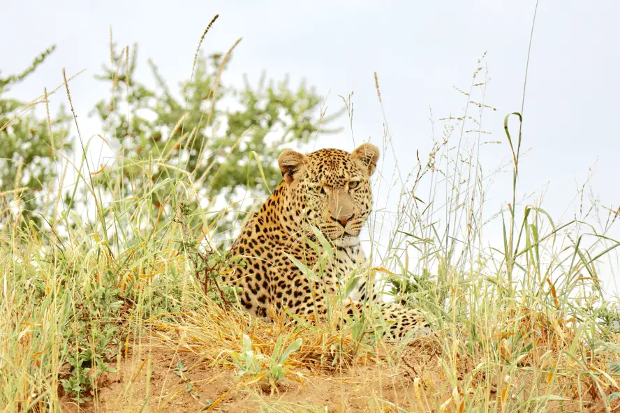 Fototipps Safari Südafrika
