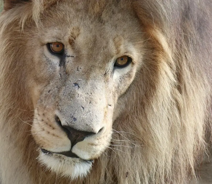Fotografietipps für Safaris