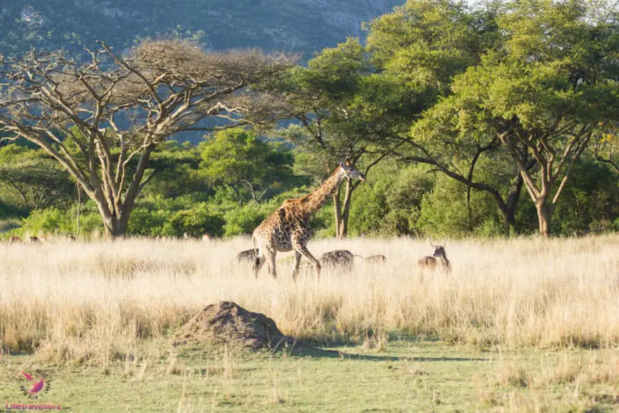 Sicherheit auf Reisen: Ist es sicher nach Südafrika zu reisen?