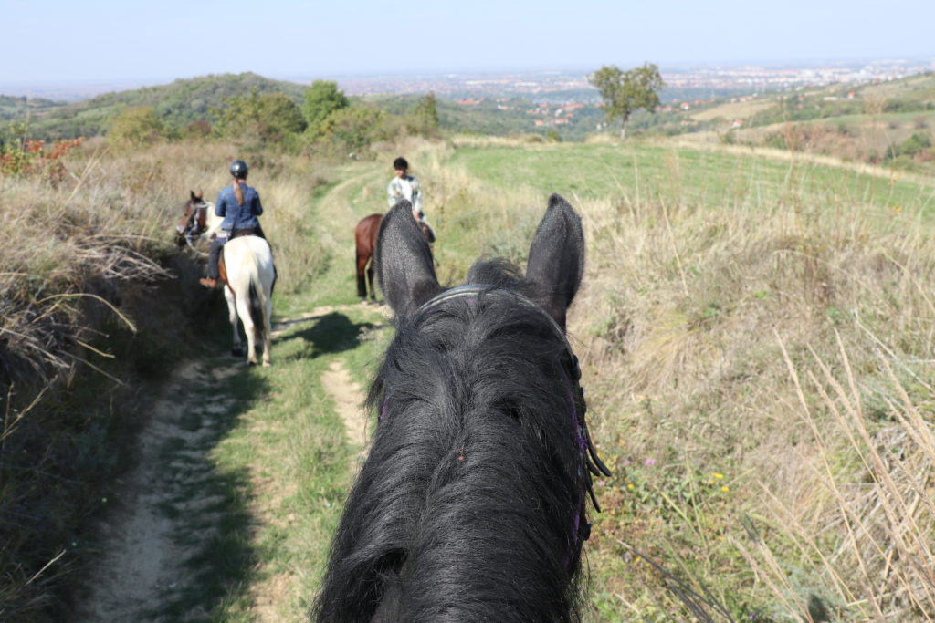 Reiten in Serbien mit Blick auf Novi Sad