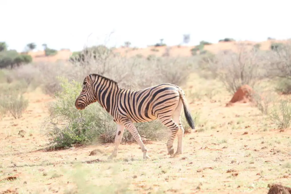 Namibia Rundreise Selbstfahrer: 14 Tage Reiseverlauf mit Sehenswürdigkeiten