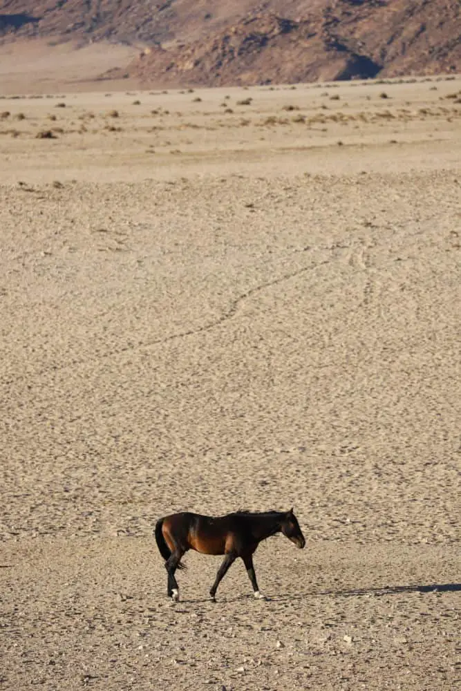 Unverzichtbarer Begleiter auf einer Afrika-Safari: Mit dem Fernglas von Canon entgeht dir nichts mehr
