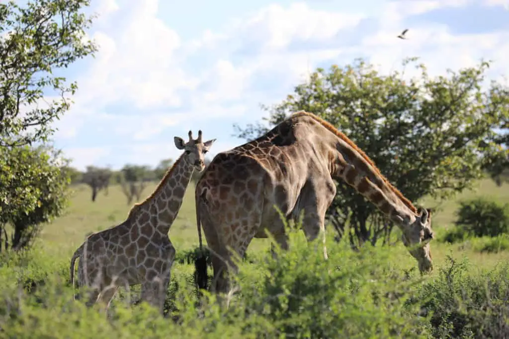 Safari im Etosha Nationalpark: Selbstfahrer oder geführte Tour?