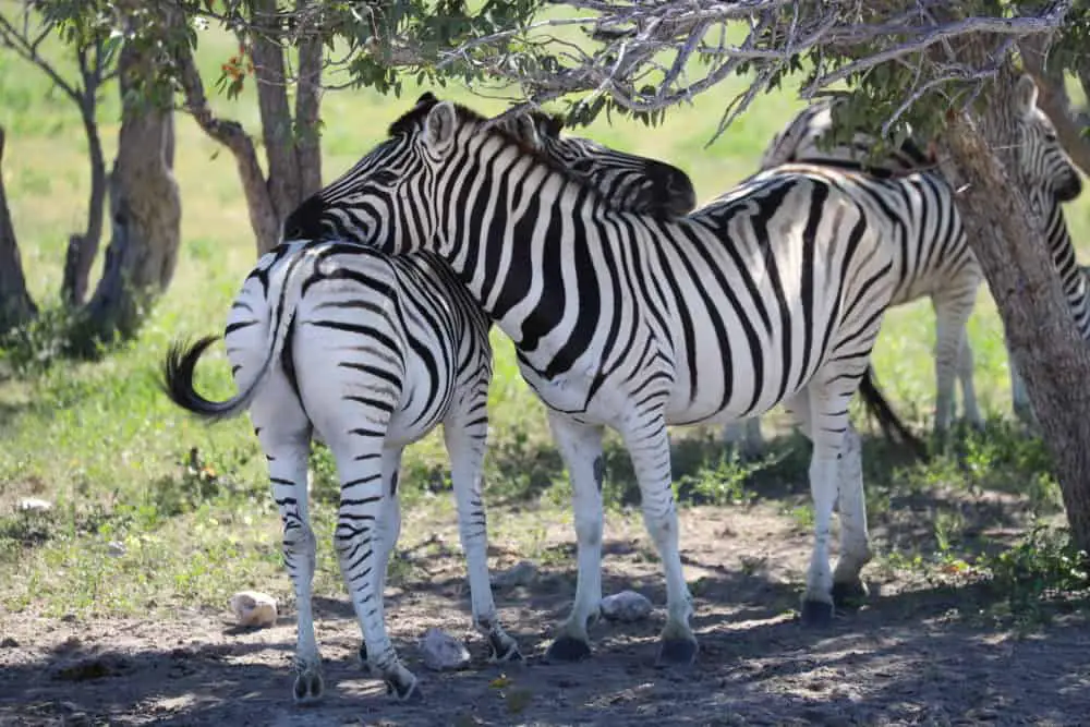 Unverzichtbarer Begleiter auf einer Afrika-Safari: Mit dem Fernglas von Canon entgeht dir nichts mehr