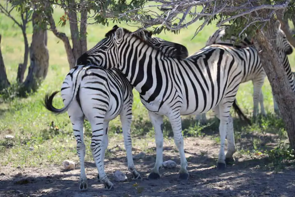 Namibia Reisetipps: Die schönsten Sehenswürdigkeiten und Fotostopps in Namibia