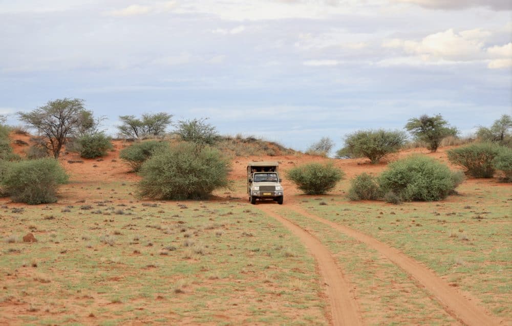 Eine Safari durch die rote Kalahari ist auch als Selbstfahrer möglich. Hier ist ein Safarifahrzeug auf einer roten Sandstraße umgeben von Dornbüschen zu sehen.