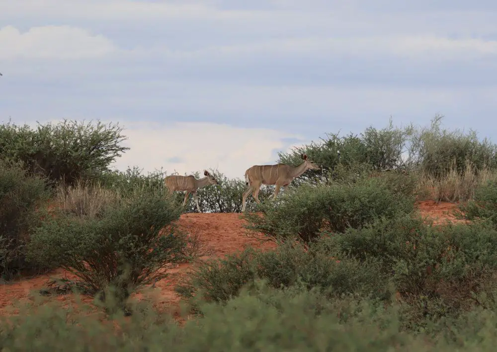 Namibia Roadtrip: 14 Tage als Selbstfahrer unterwegs / Alles, was du wissen musst