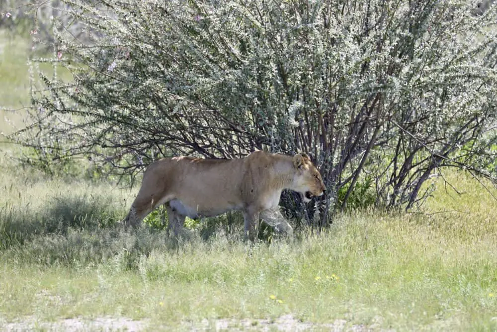 Namibia Rundreise Selbstfahrer: 14 Tage Reiseverlauf mit Sehenswürdigkeiten