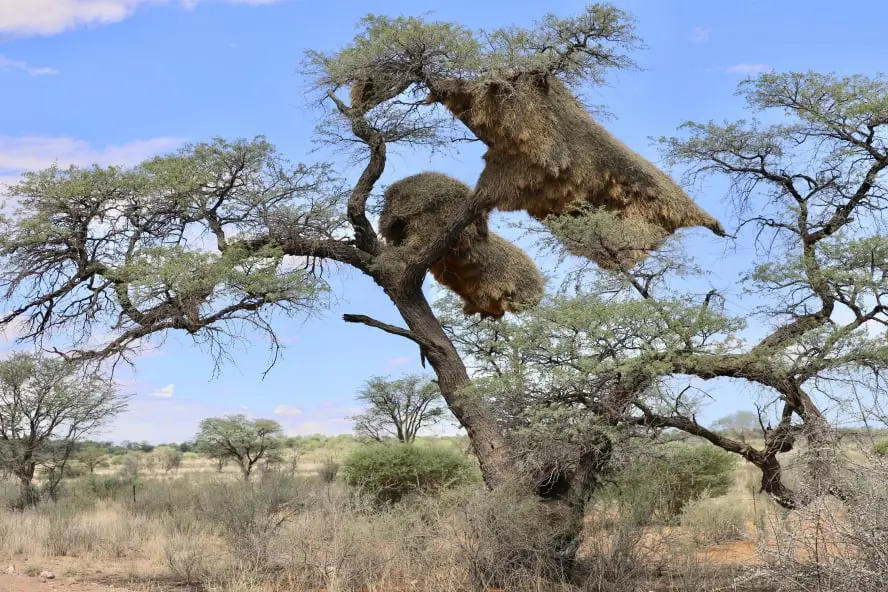 Namibia Reisetipps: Die schönsten Sehenswürdigkeiten und Fotostopps in Namibia