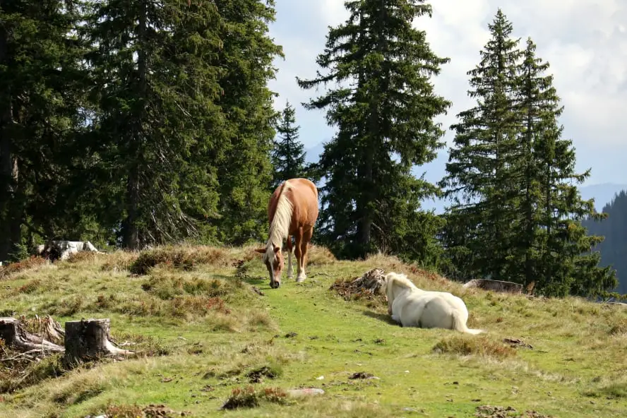 In der ersten vegan zertifizierten Region Österreichs unterwegs