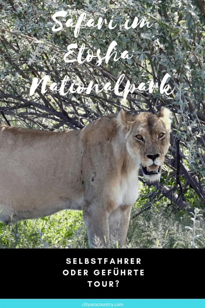 Safari im Etosha Nationalpark: Selbstfahrer oder geführte Tour?