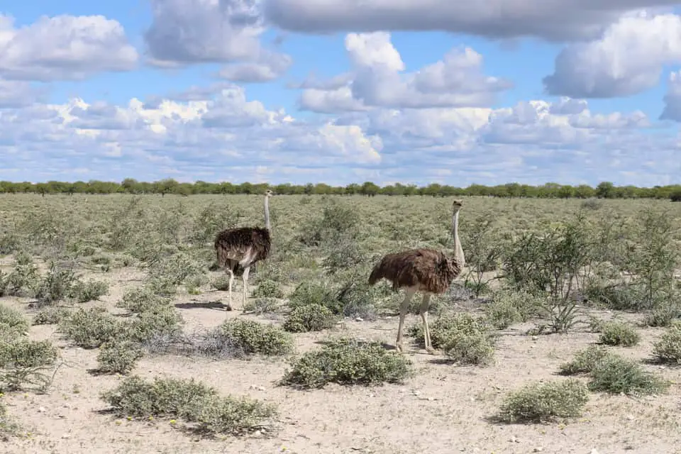Safari im Etosha Nationalpark: Selbstfahrer oder geführte Tour?